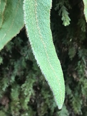 Elaphoglossum paleaceum