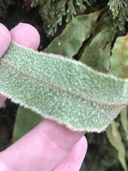 Elaphoglossum paleaceum