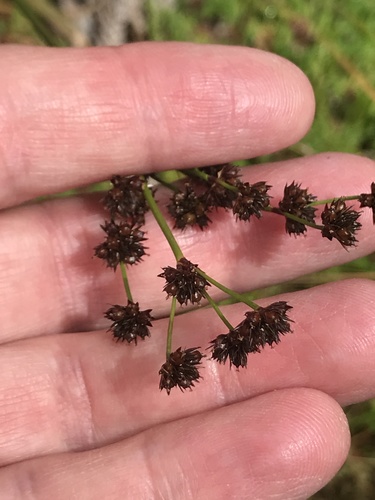 Juncus planifolius observed 2022-03-26