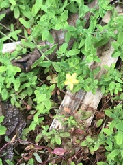 Hypericum parvulum
