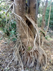 Bravaisia integerrima