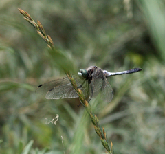 Elymus repens
