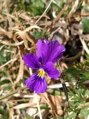 Viola lutea lutea