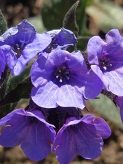 Pulmonaria affinis