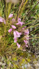 Agalinis lanceolata