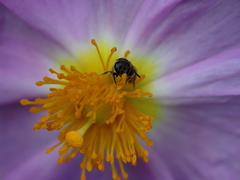 Lasioglossum pseudosphecodimorphum