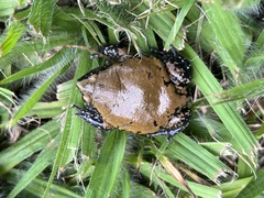 Dermatonotus muelleri