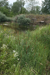 Typha latifolia