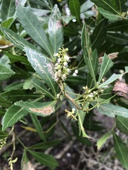 Allophylus natalensis