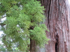 Cryptomeria japonica