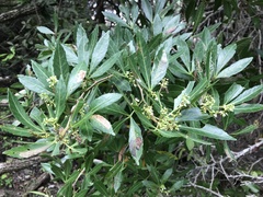 Allophylus natalensis