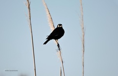 Hymenops perspicillatus