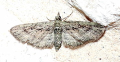 Eupithecia longidens