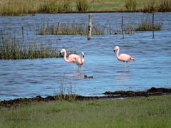 Phoenicopterus chilensis