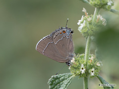 Satyrium polingi