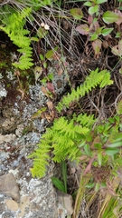 Woodsiaceae