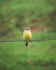 Machetornis rixosa