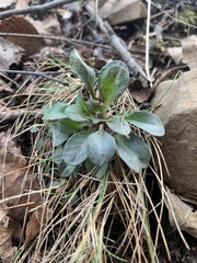Noccaea caerulescens