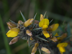 Ulex europaeus