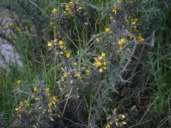 Ulex europaeus