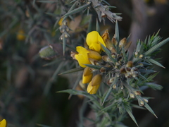 Ulex europaeus