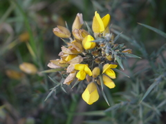 Ulex europaeus