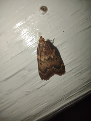 Aglossa disciferalis