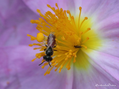 Lasioglossum pseudosphecodimorphum