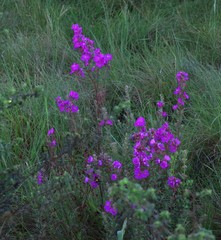 Dissotis princeps