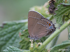 Satyrium polingi