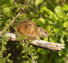 Paraxerus cepapi cepapi