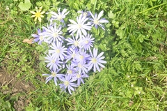 Anemonoides apennina