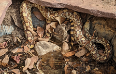 Pituophis catenifer affinis