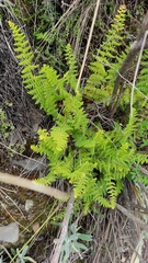 Woodsiaceae
