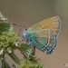 Mariposa Sedosa Verde Sandía - Photo (c) jamesgiroux, algunos derechos reservados (CC BY-NC), subido por jamesgiroux