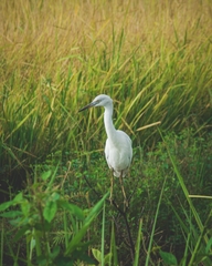 Egretta caerulea