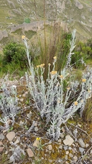 Achyrocline saturejoides