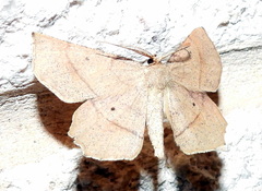 Euchlaena marginaria
