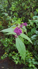 Callicarpa rubella