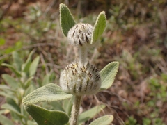 Phlomis fruticosa