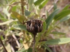 Phlomis fruticosa
