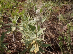 Phlomis fruticosa