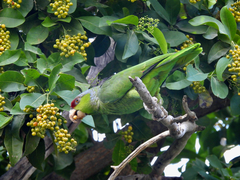 Amazona finschi