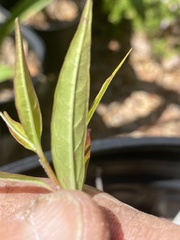 Image of Asclepias perennis