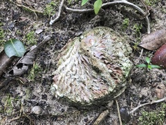 Haliotis midae