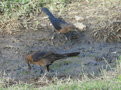 Quiscalus mexicanus