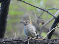 Melanerpes aurifrons