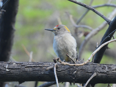 Melanerpes aurifrons