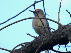 Melanerpes aurifrons