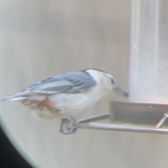 Sitta carolinensis